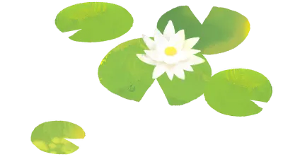 연꽃