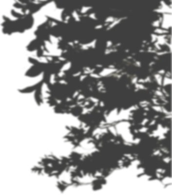 감성 나무 잎 그림자 오버레이