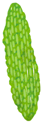 피클 