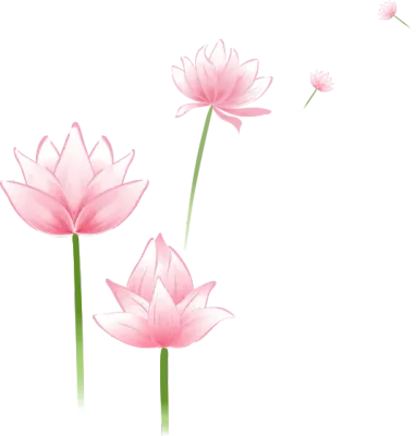 분홍색 연꽃