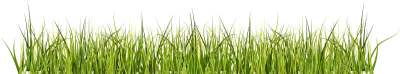 파룻파릇한 잔디