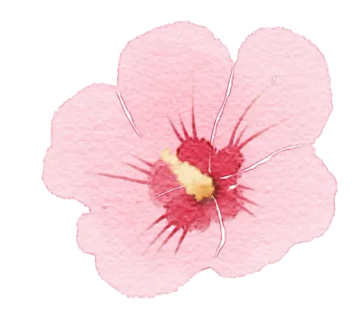 무궁화