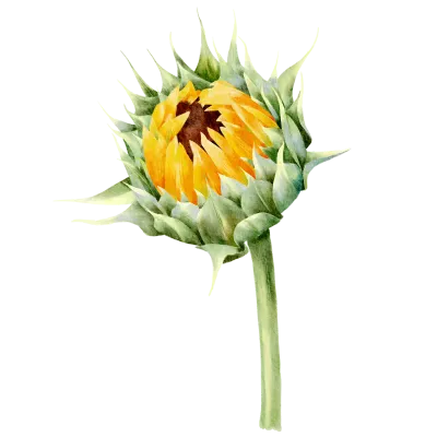 Sunflower 02