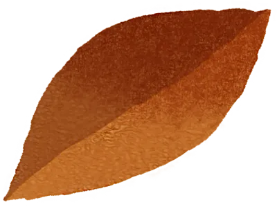 낙엽