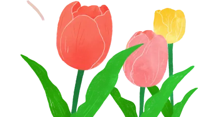 튤립