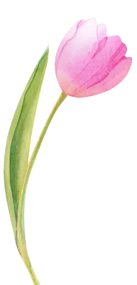 tulip1 (4)