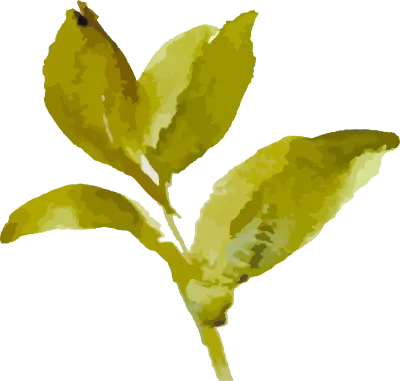 leaf branch watercolor painted illustration