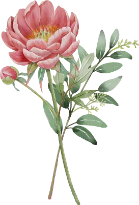 수채화 모란꽃