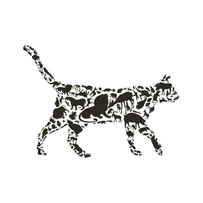 Cat an animal