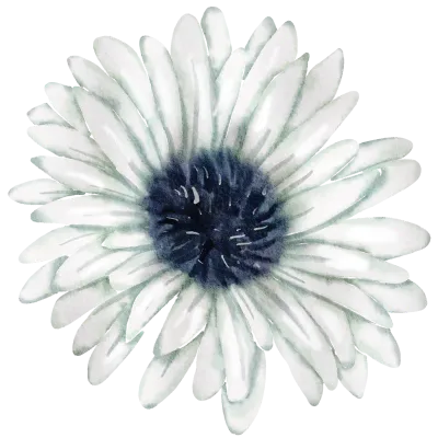 Painted Flower Watercolor Illustration.