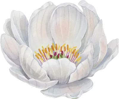 수채화 모란꽃