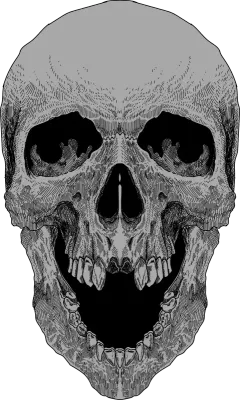 Head Skull Illustration