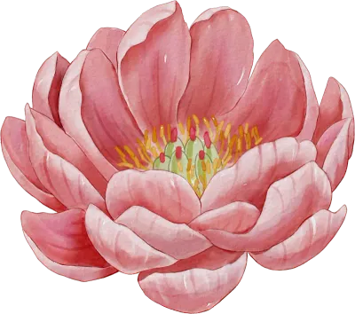 수채화 모란꽃