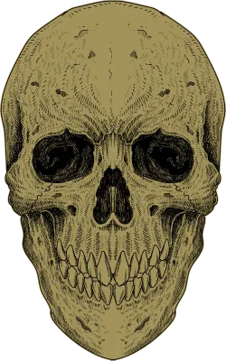 Head Skull Illustration