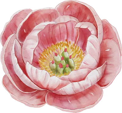 수채화 모란꽃