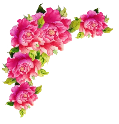 작약