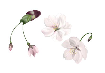 벚꽃 상세