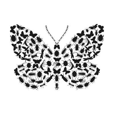 butterfly4