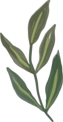Floral Blossoms Leaves Folliage Element