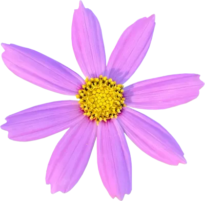 Pink flowers clipart png, Garden Cosmos