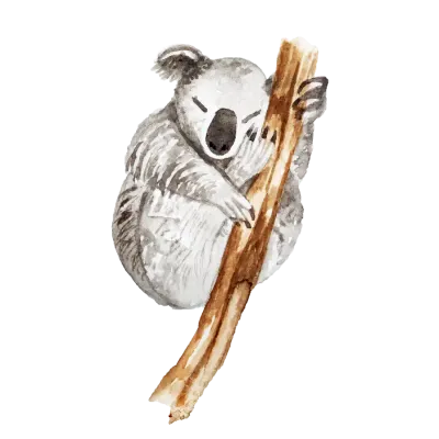 Watercolor Koala Illustration 수채화 코알라 그림