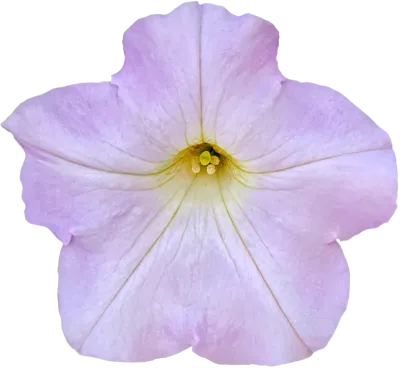 Purple flower clipart