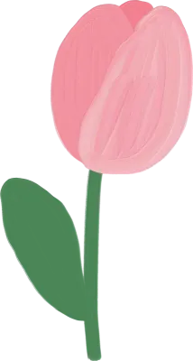 Pink cute tulip flower illustration hand drawn. Kawaii floral in acrylic watercolor painted style.