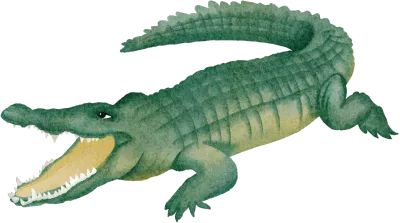 watercolor crocodile