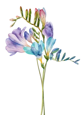 freesia (8)