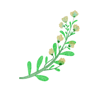 Field flowers. Watercolor illustrations. Wild plants. Pink. Blue. Yellow. Natural elements.