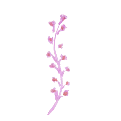 Field flowers. Watercolor illustrations. Wild plants. Pink. Blue. Yellow. Natural elements.