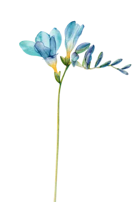 freesia (5)