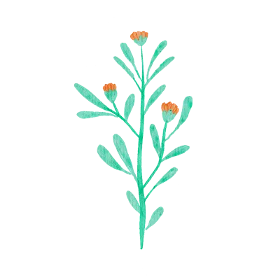 flowers leaves herbs wild plants flowers garden, field leaves, branches, illustration