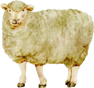 watercolor sheep