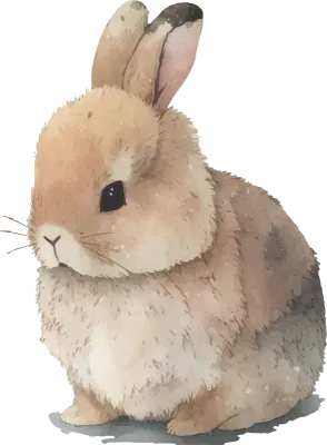 토끼