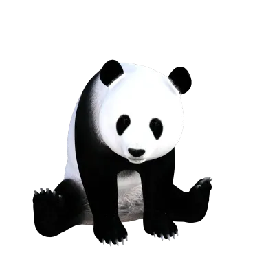 Panda animal isolated 3d rendering
