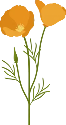 California poppy flower hand drawn illustration