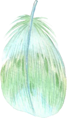 Watercolor feather