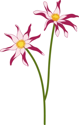 Dahlia flower hand drawn illustration
