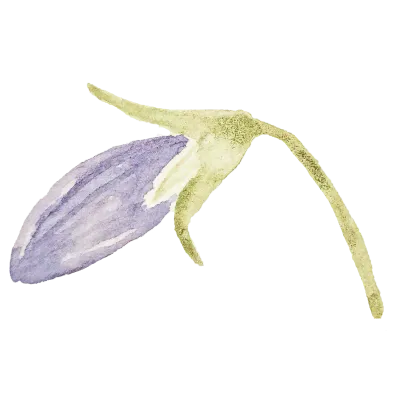 Watercolor Bluebell Flower Illustration Graphics