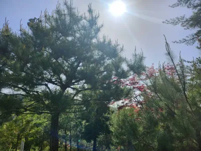 해와 소나무