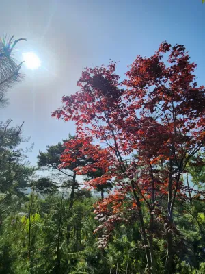 해와 단풍