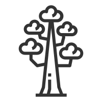 Sequoia tree icon