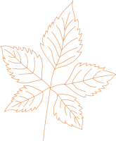 Hand Drawn of autumn leaves vector illustration for decoration, element,card, presentation, printing