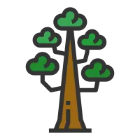 Sequoia tree icon