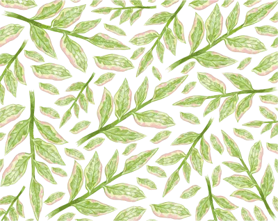 Ecological Concept, Illustration Background of Pedilanthus Tithymaloides or Redbird Cactus Isolated