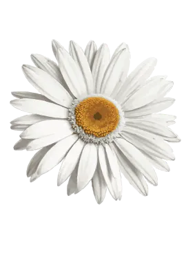 daisy