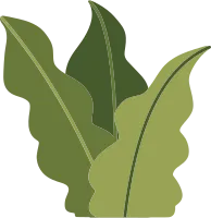 Botanical Tropical Plant and Leaf Element  2