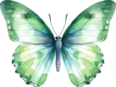 Butterfly Watercolor Illustration