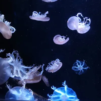 jellyfish